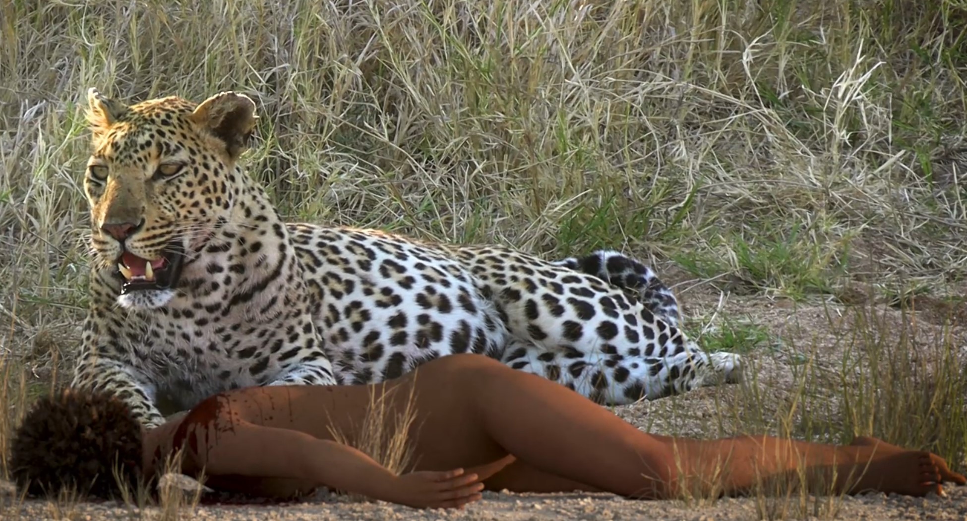 INFOGRAFÍA DE BOSCO. INFOGRAFÍA DE BOSCO.